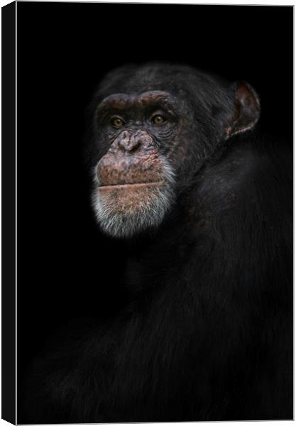 Chimpanzee Portrait Canvas Print by rawshutterbug 