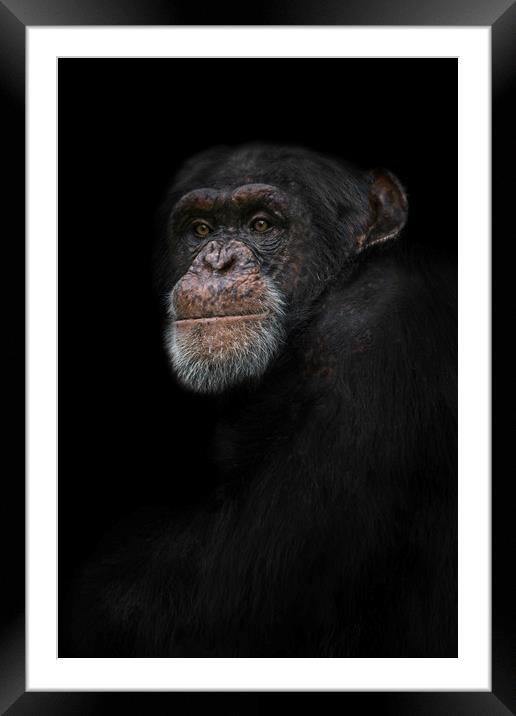 Chimpanzee Portrait Framed Mounted Print by rawshutterbug 