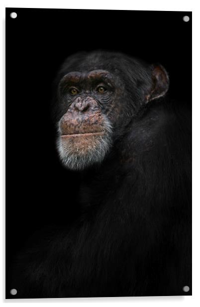 Chimpanzee Portrait Acrylic by rawshutterbug 