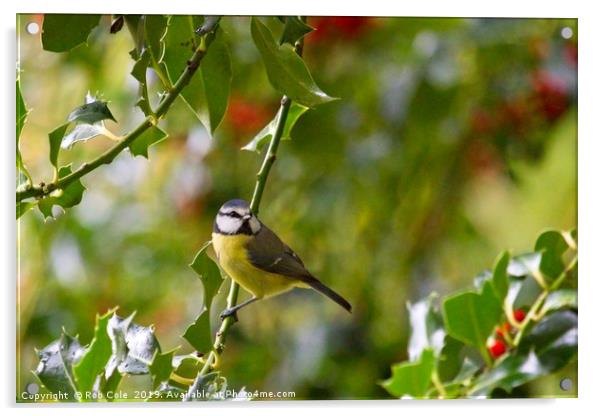 Blue Tit (Cyanistes caeruleus) Acrylic by Rob Cole