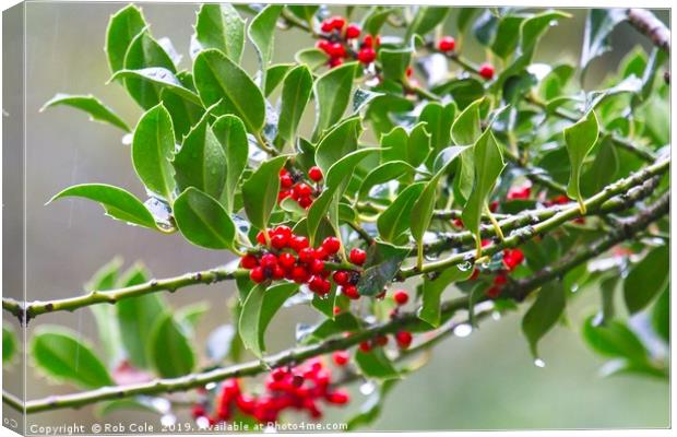 Bright Red Holly Berries Canvas Print by Rob Cole