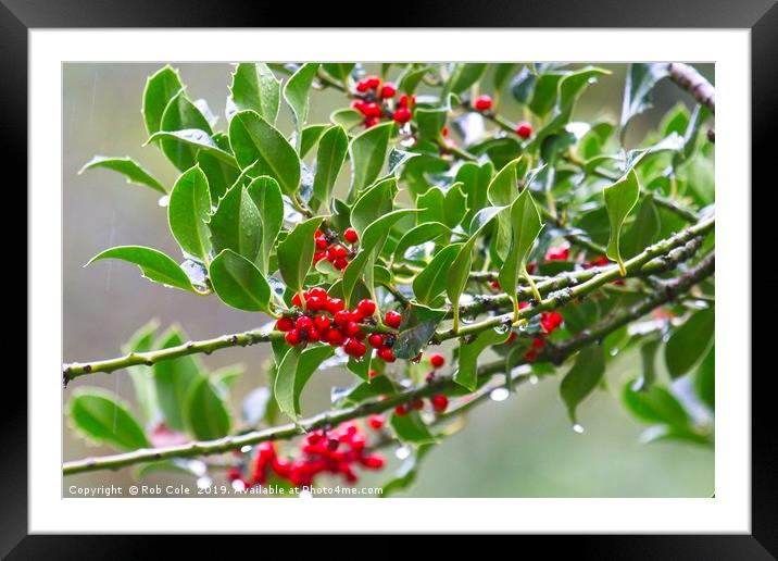Bright Red Holly Berries Framed Mounted Print by Rob Cole