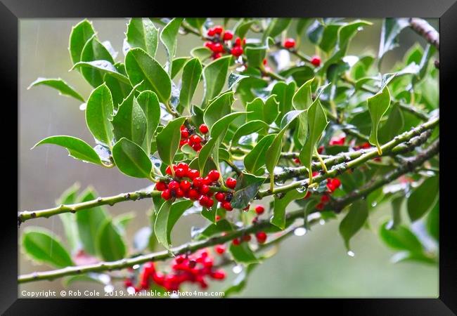 Bright Red Holly Berries Framed Print by Rob Cole