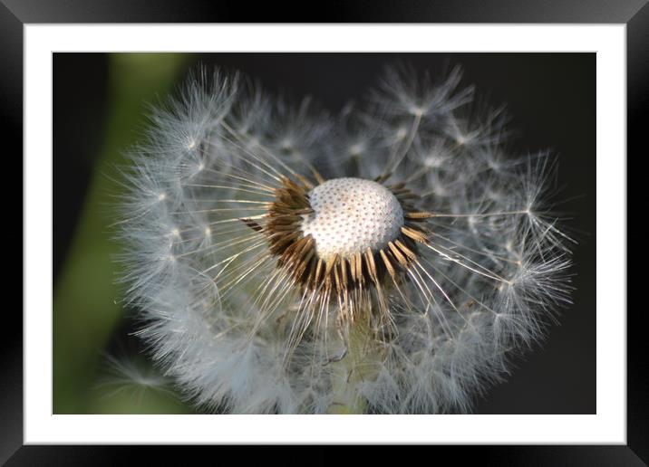 Gone to seed Framed Mounted Print by camera man