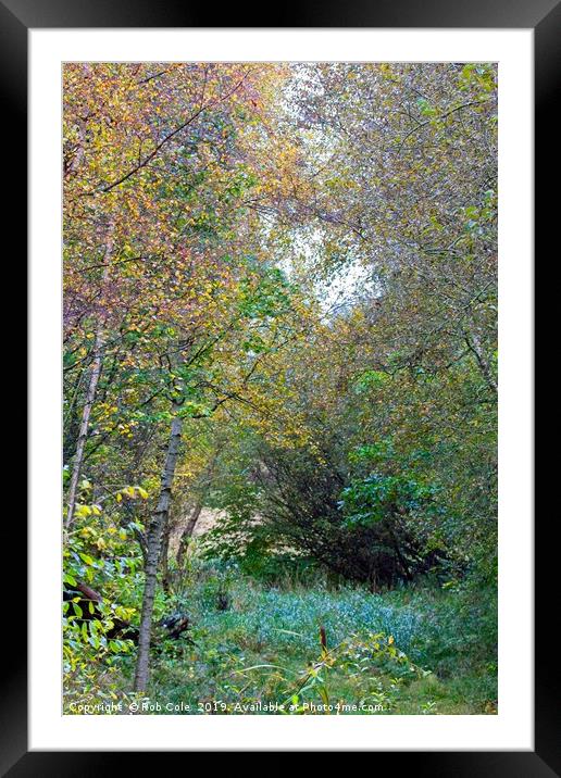 Autumnal Leaf Colours in Woodland Trees Framed Mounted Print by Rob Cole