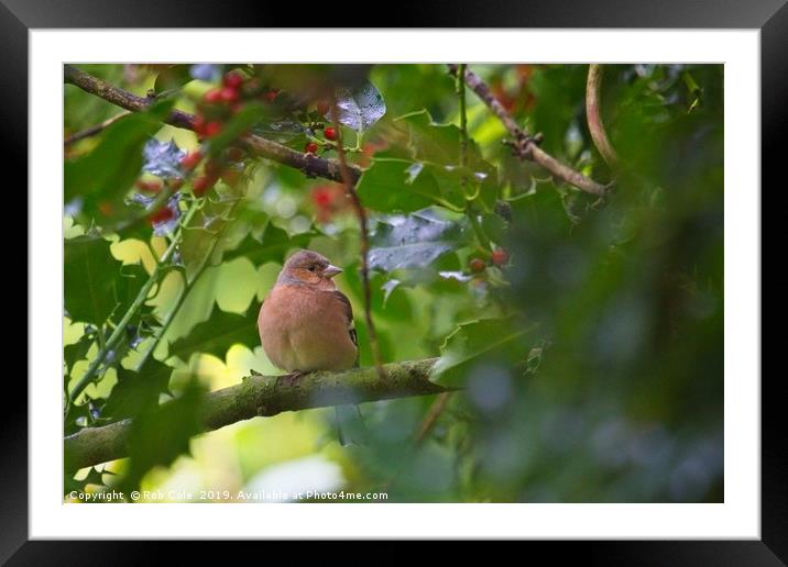 Chaffinch (Fringilla coelebs) Framed Mounted Print by Rob Cole