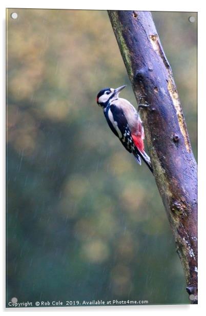 Great Spotted Woodpecker (Dendrocopos major) Acrylic by Rob Cole