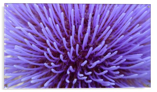  Artichoke Flower                               Acrylic by camera man