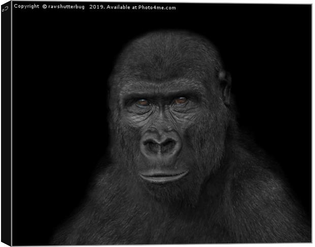 Gorilla Face Canvas Print by rawshutterbug 