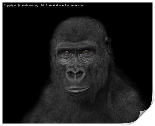 Gorilla Face Print by rawshutterbug 