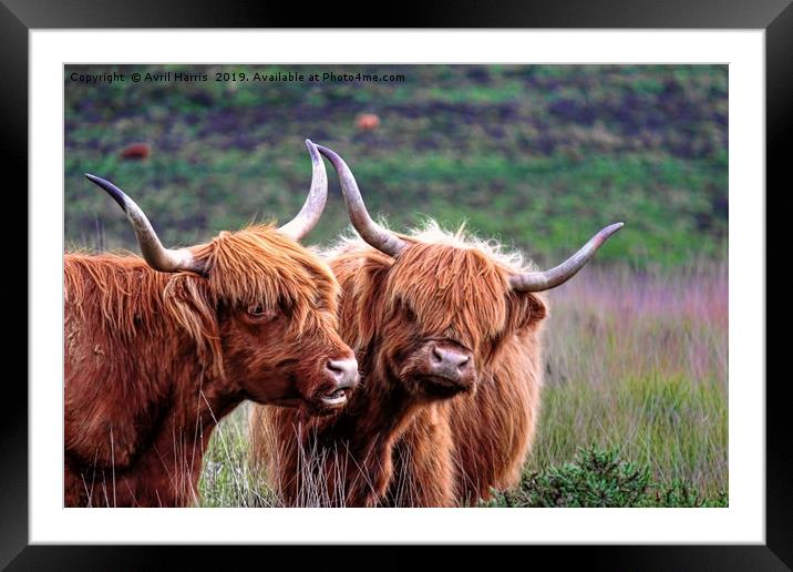 Dartmoor's Highlanders Framed Mounted Print by Avril Harris