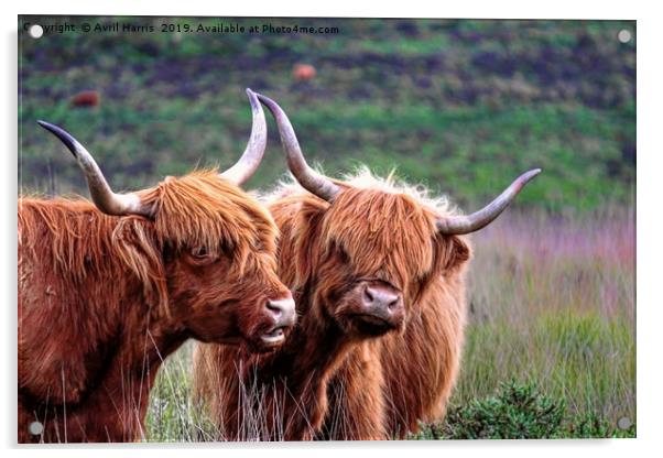 Dartmoor's Highlanders Acrylic by Avril Harris