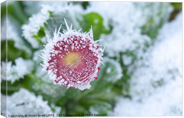 Daisy frozen in winter garden Canvas Print by Simon Bratt LRPS