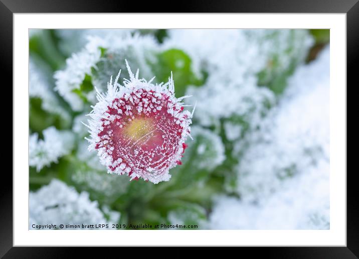 Daisy frozen in winter garden Framed Mounted Print by Simon Bratt LRPS