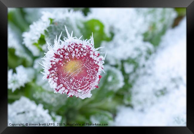 Daisy frozen in winter garden Framed Print by Simon Bratt LRPS