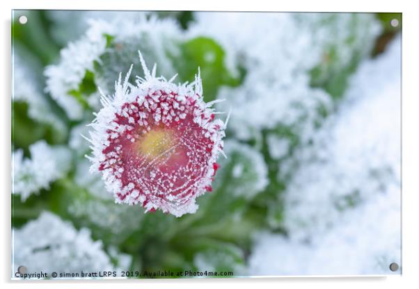 Daisy frozen in winter garden Acrylic by Simon Bratt LRPS