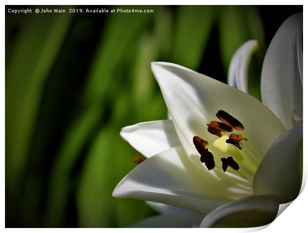 White Lily (Digital Art)  Print by John Wain