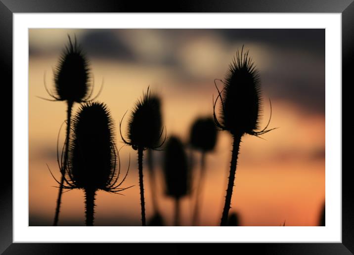 Teasels  Framed Mounted Print by zoe knight