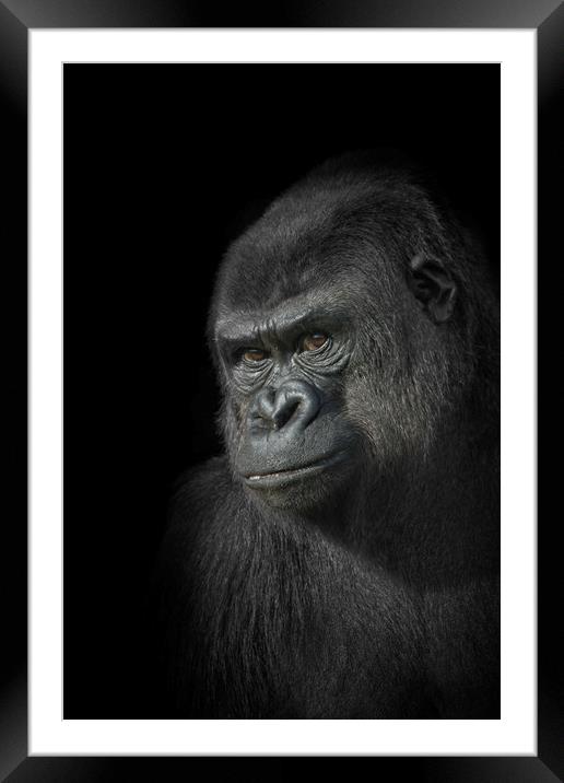 Gorilla Mother Framed Mounted Print by rawshutterbug 
