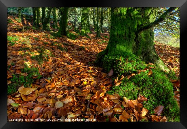 Autumn Greens and Browns Framed Print by Neil Holman