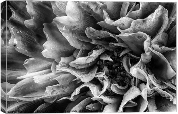 Dahlia flower in black and white macro Canvas Print by Simon Bratt LRPS