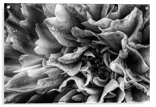 Dahlia flower in black and white macro Acrylic by Simon Bratt LRPS