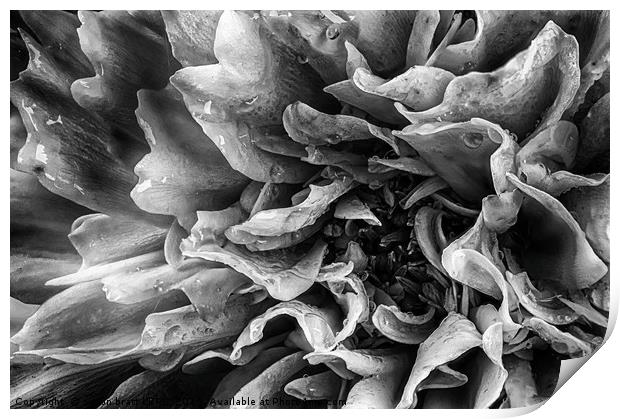 Dahlia flower in black and white macro Print by Simon Bratt LRPS