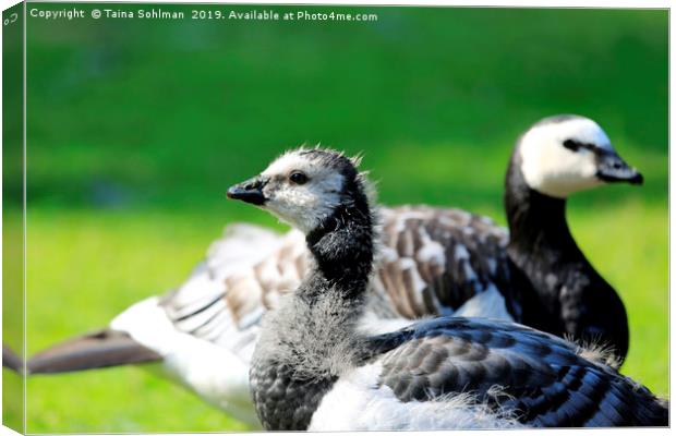 Gosling and Adult Barnacle Goose Canvas Print by Taina Sohlman