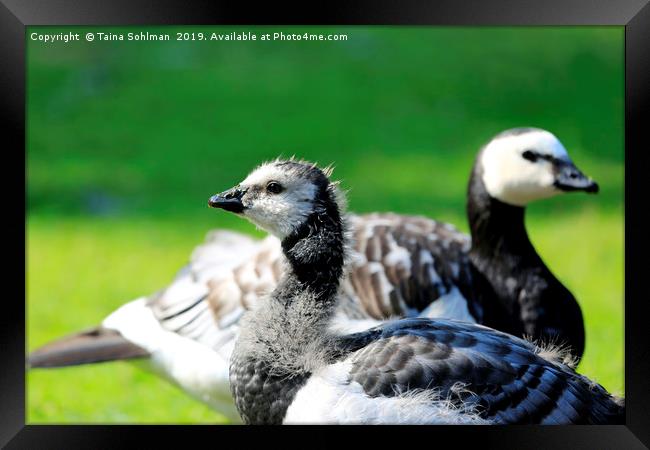 Gosling and Adult Barnacle Goose Framed Print by Taina Sohlman