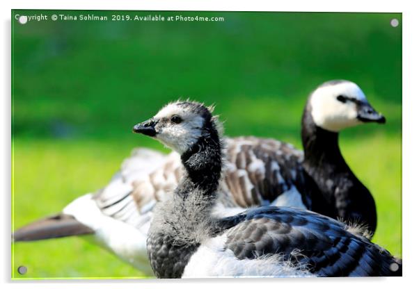 Gosling and Adult Barnacle Goose Acrylic by Taina Sohlman
