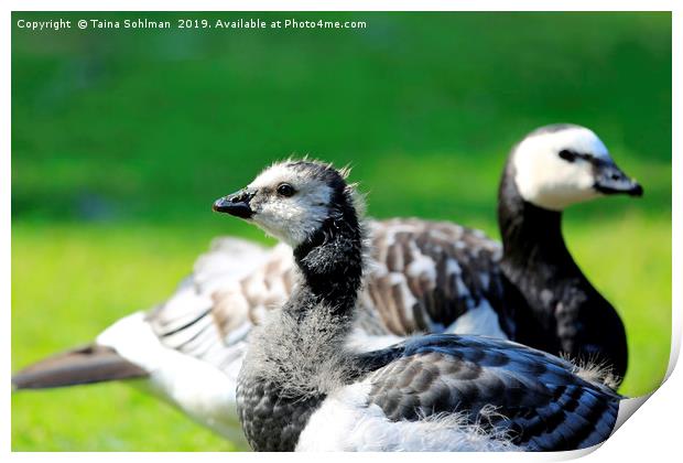Gosling and Adult Barnacle Goose Print by Taina Sohlman