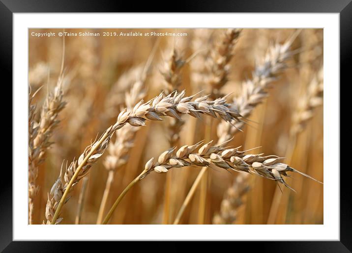 Ripe Wheat Framed Mounted Print by Taina Sohlman
