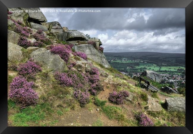 The Cow and Calf Seat Framed Print by Diana Mower