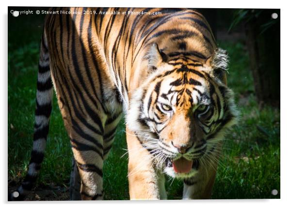 Sumatran Tiger Acrylic by Stewart Nicolaou