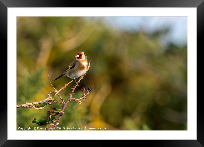 Goldfinch  Framed Mounted Print by Donna Joyce