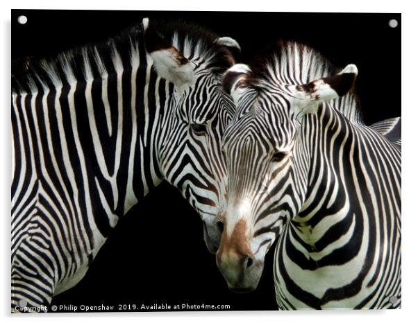 two grevys zebras Acrylic by Philip Openshaw