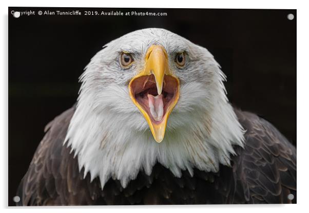 Bald Eagle Acrylic by Alan Tunnicliffe