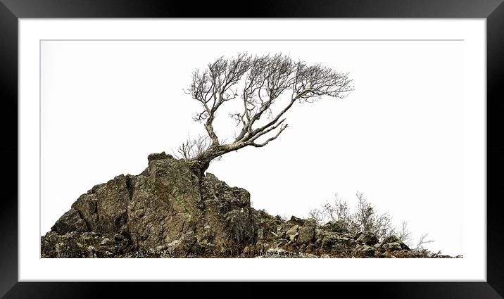 LONE TREE ON ROCKY OUTCROP Framed Mounted Print by Tony Sharp LRPS CPAGB