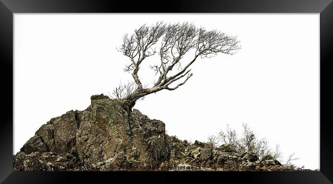 LONE TREE ON ROCKY OUTCROP Framed Print by Tony Sharp LRPS CPAGB