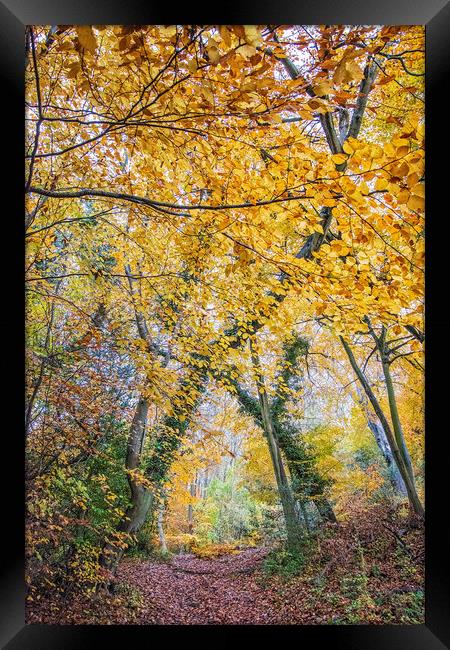 Autumn Framed Print by Graham Custance