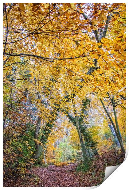 Autumn Print by Graham Custance