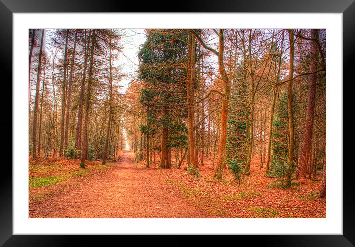 Woodland Path Framed Mounted Print by Chris Day