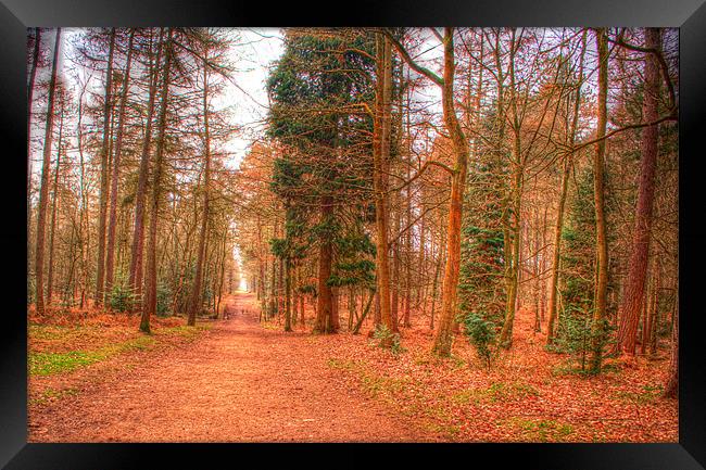 Woodland Path Framed Print by Chris Day