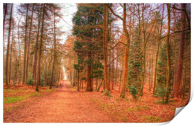 Woodland Path Print by Chris Day