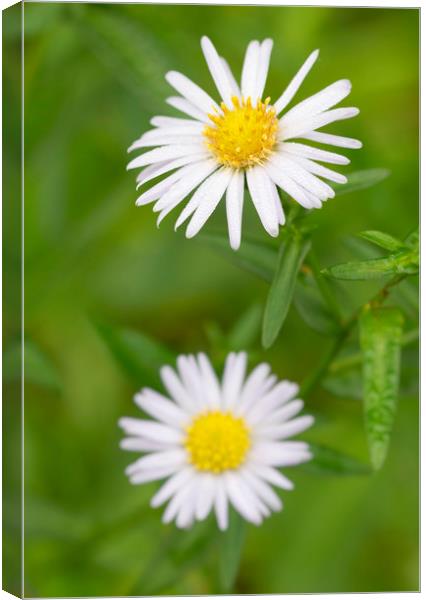 Common Daisies Canvas Print by Jonathan Thirkell