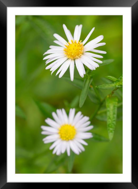 Common Daisies Framed Mounted Print by Jonathan Thirkell