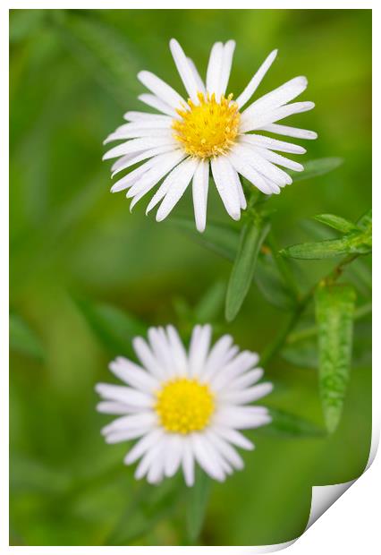 Common Daisies Print by Jonathan Thirkell