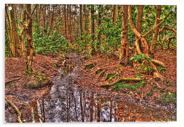 Woodland Stream Acrylic by Chris Day