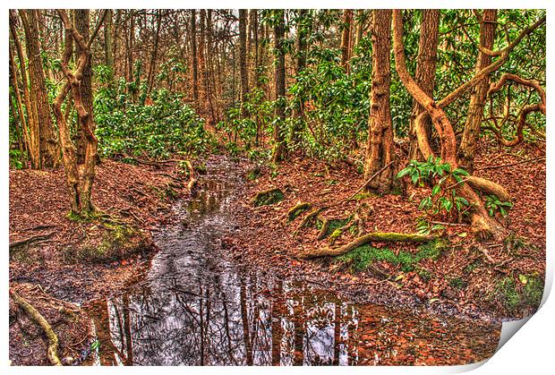 Woodland Stream Print by Chris Day