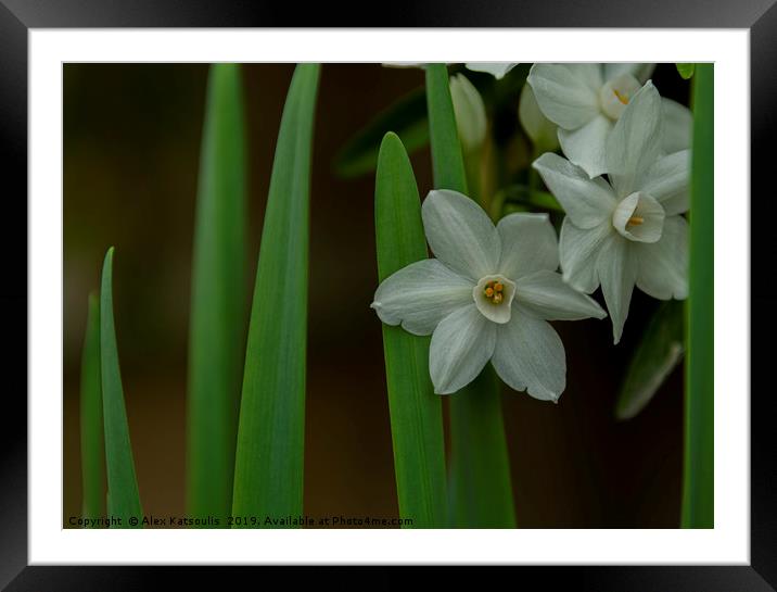 Daffodils Framed Mounted Print by Alex Katsoulis